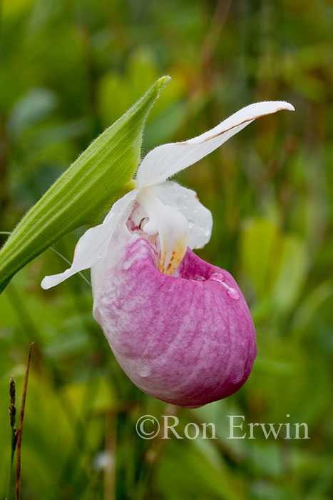 Showy Lady's Slipper