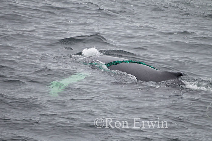 Minke Whale Caught in Net