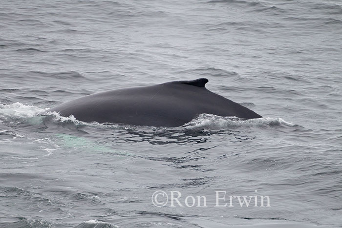 Minke Whale