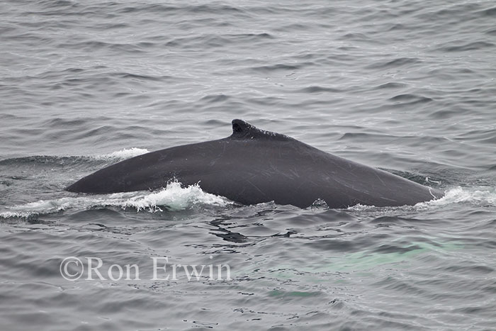 Minke Whale