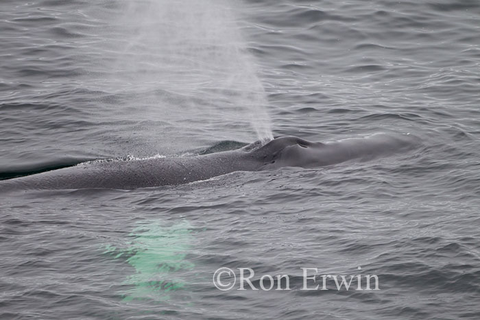 Minke Whale Spouting