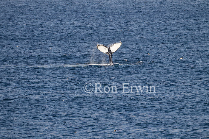 Humpback Whale