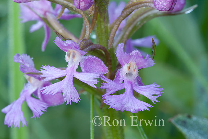  Small Purple Fringed Orchid