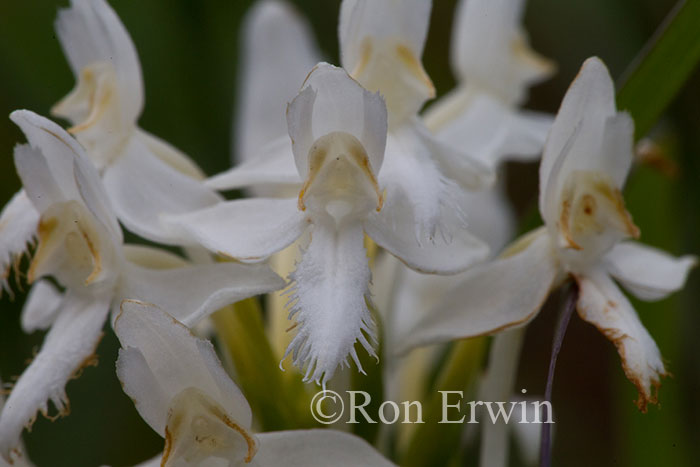 White Fringed Orchis