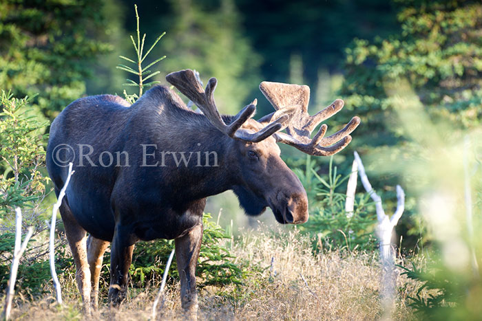 Bull Moose