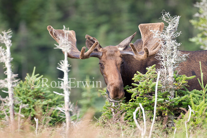 Large Bull Moose