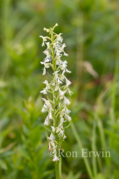 RaggedFringed Orchid