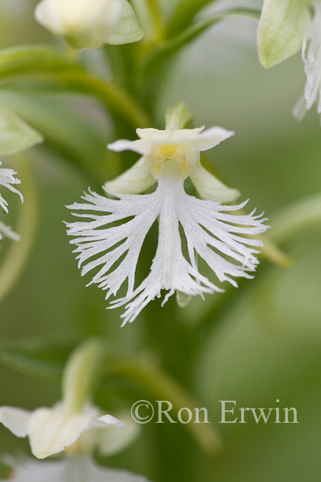 Ragged Fringed Orchid