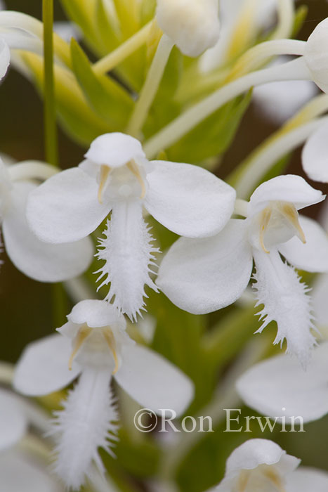 White Fringed Orchis