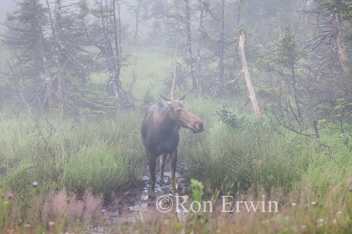 Moose in the Fog