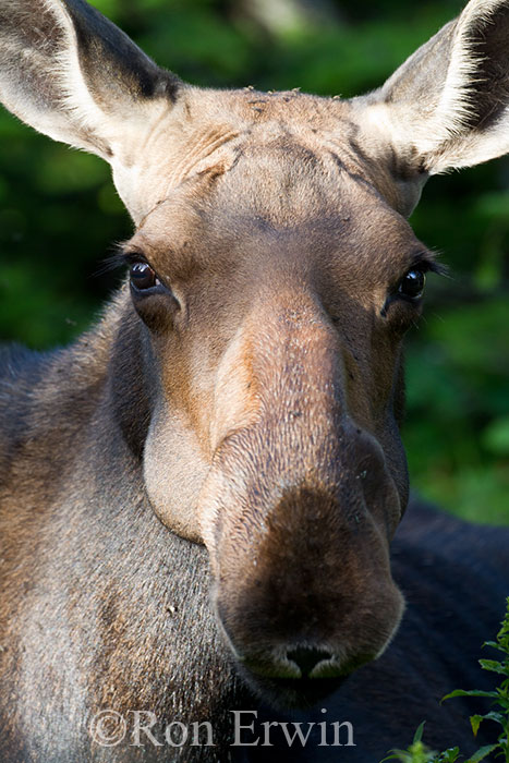 Female Moose