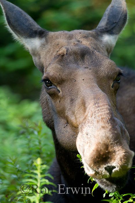 Female Moose