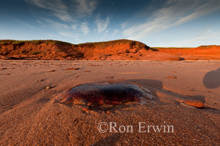 Arctic Red Jellyfish