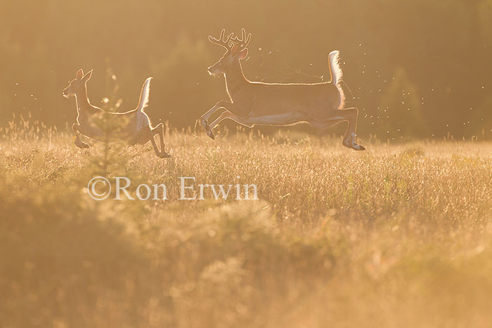 White-tail Deer Leaping