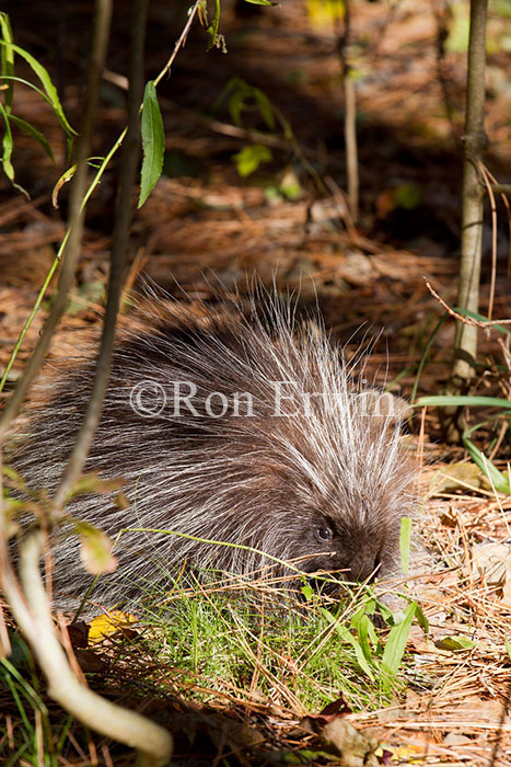 Porcupine with Quills