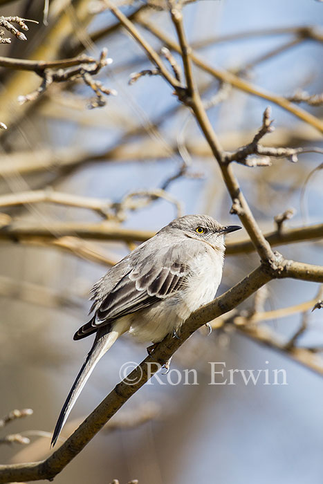 Northern Mockingbird