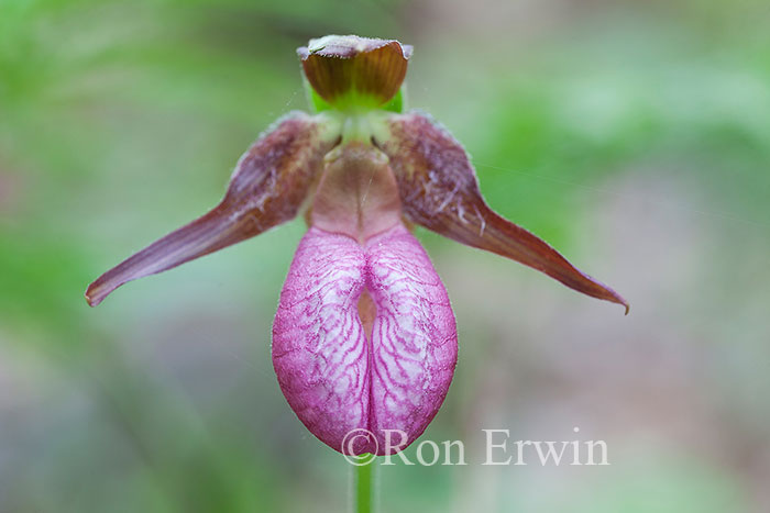 Pink Moccasin Flowers