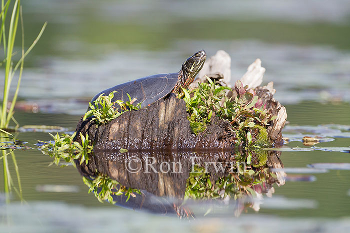 Midland Painted Turtle