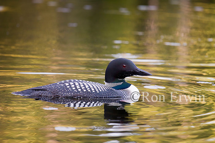 Common Loon