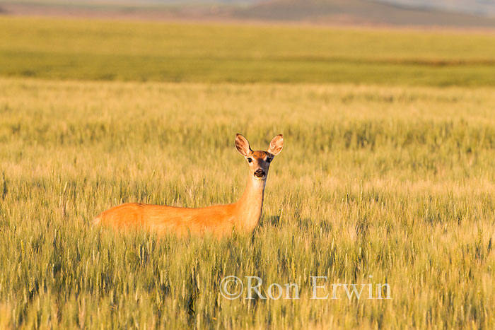 White-tailed Deer