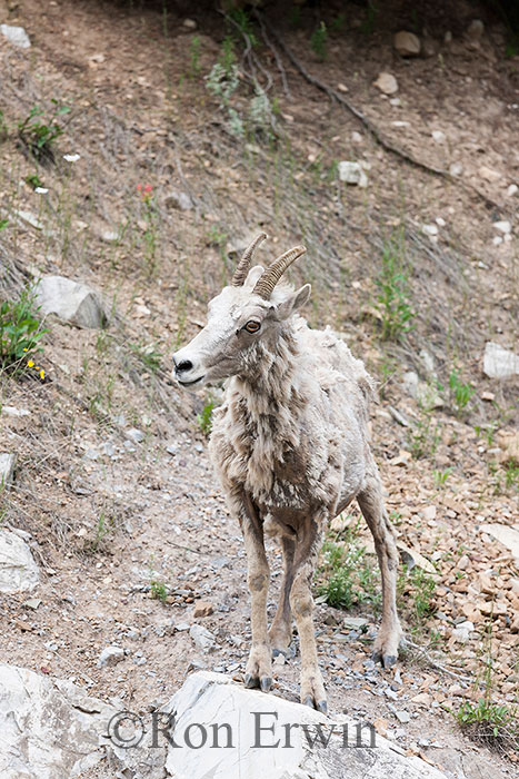 Bighorn Sheep