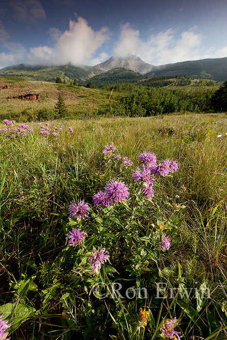 Waterton Lakes National Park, AB