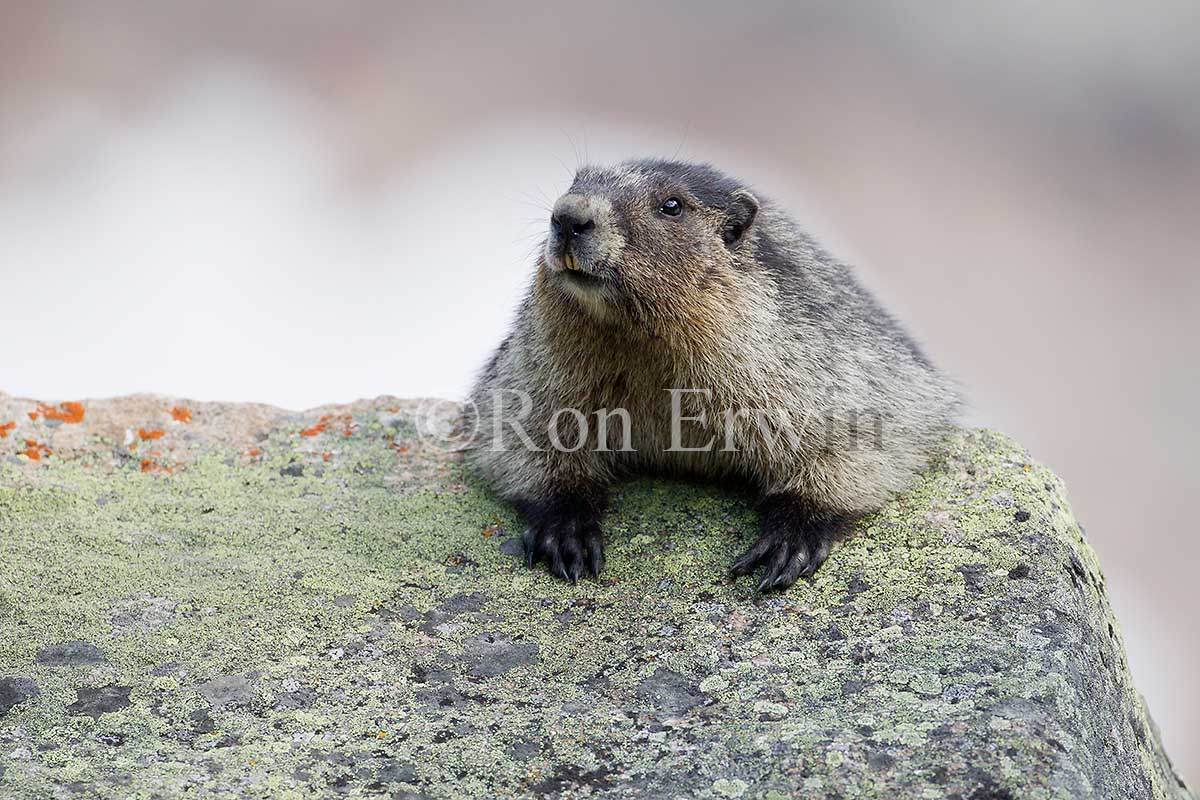 Hoary Marmot