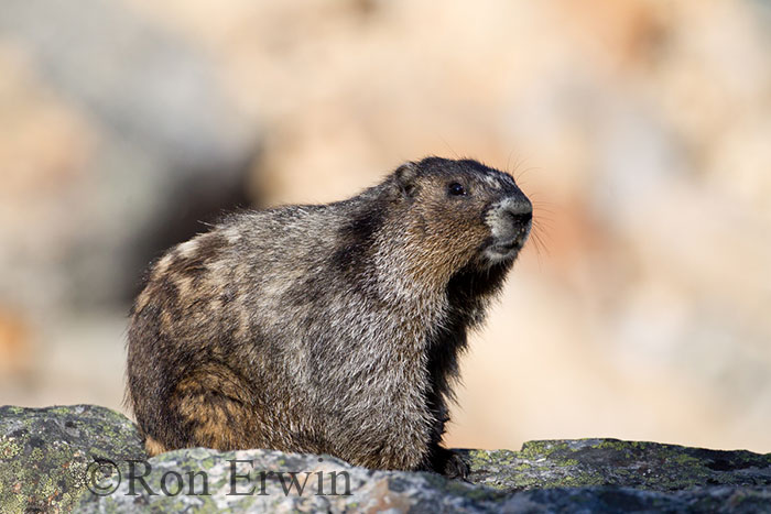 Hoary Marmot