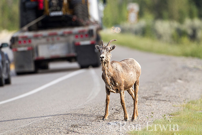 Bighorn Sheep Crossing Highway