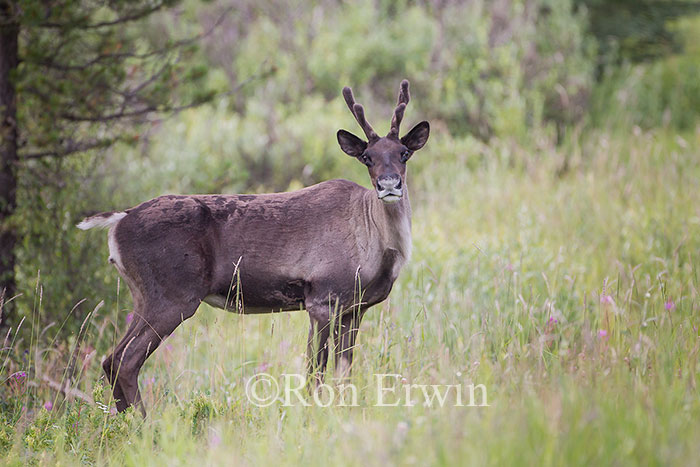 Woodland Caribou