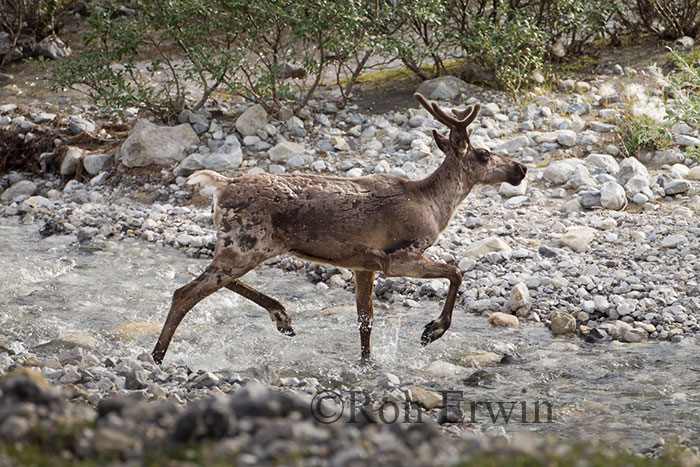 Woodland Caribou Running