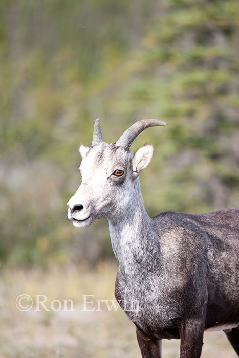 Stone Sheep