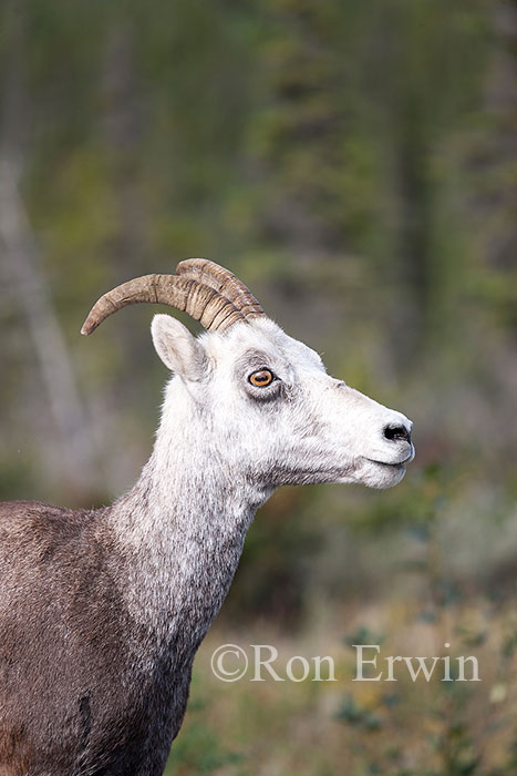 Stone Sheep