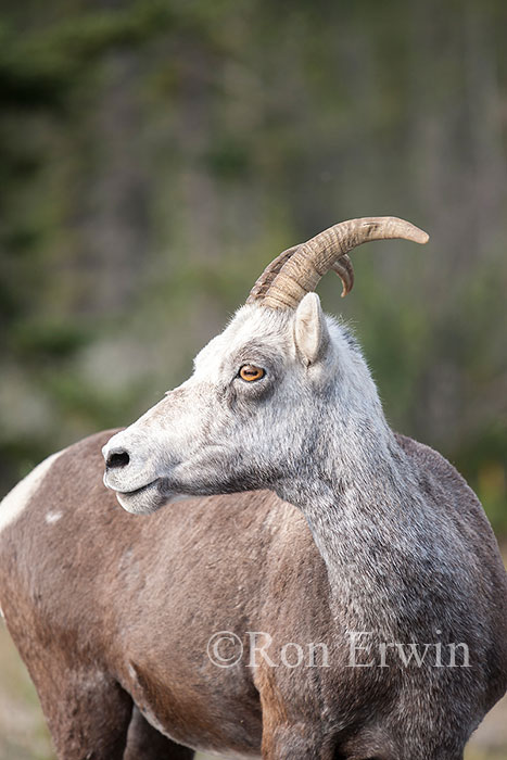 Stone Sheep