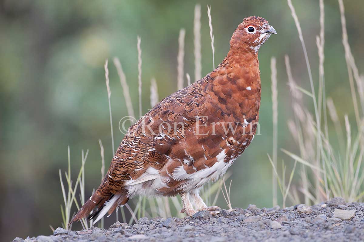 Male Willow Ptarmigan