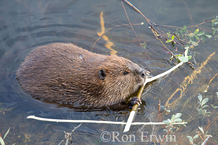 Beaver