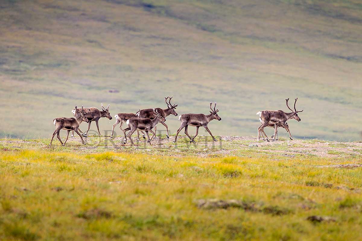 Porcupine Caribou