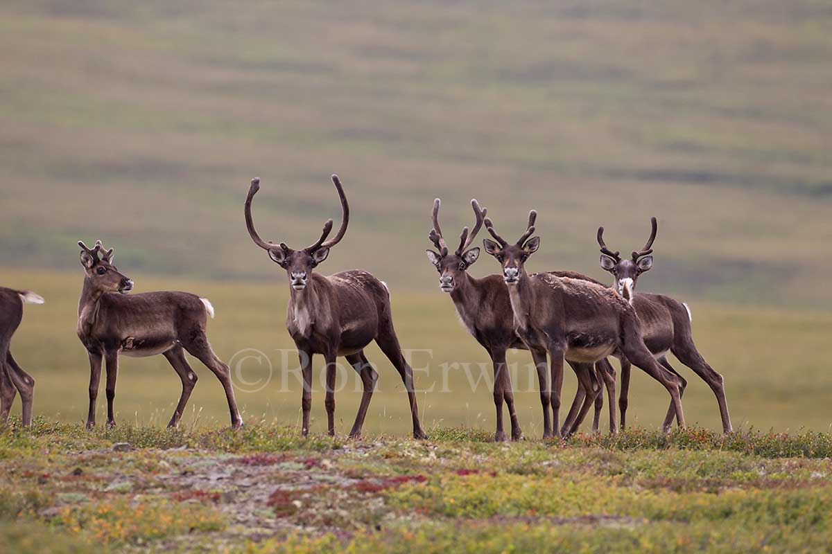 Porcupine Caribou