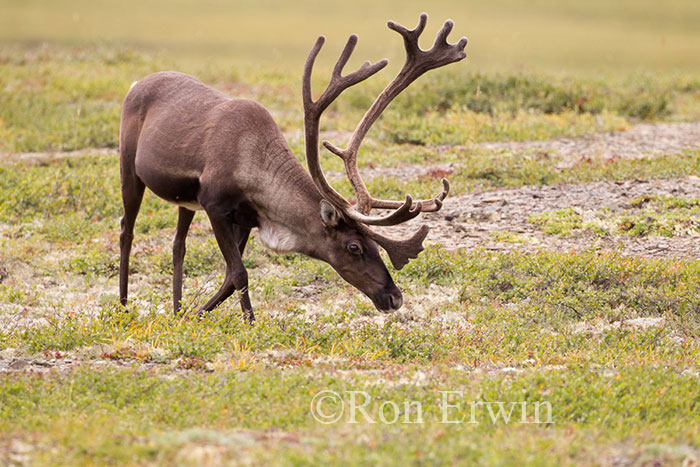 Porcupine Caribou