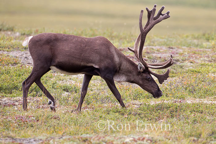 Porcupine Caribou