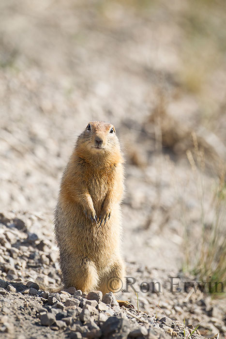 Arctic Ground Squirrel