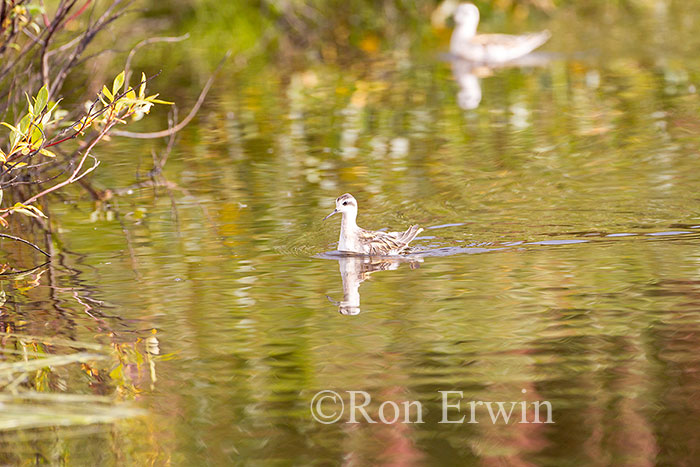 Red-necked Phalarope