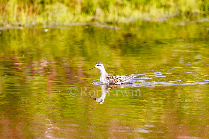 Red-necked Phalarope