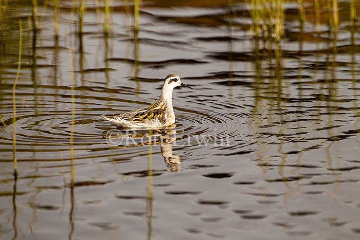 Red-necked Phalarope