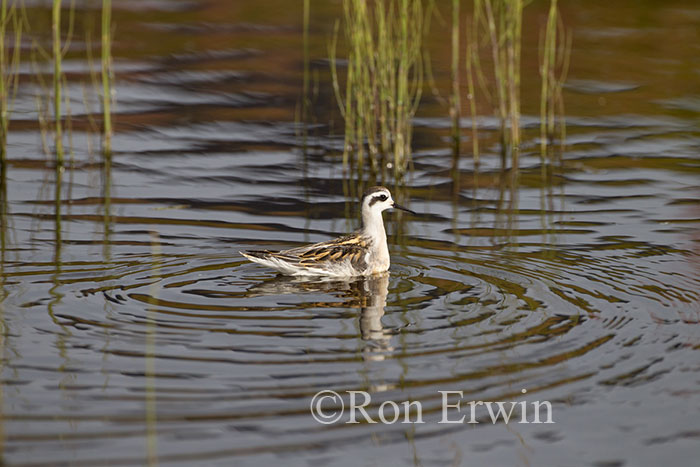 Red-necked Phalarope