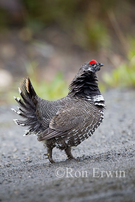 Male Spruce Grouse