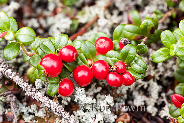 Lingonberry