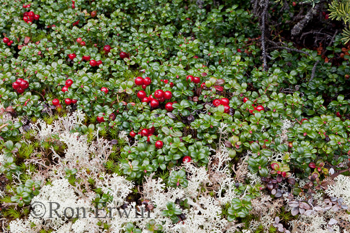 Lingonberry