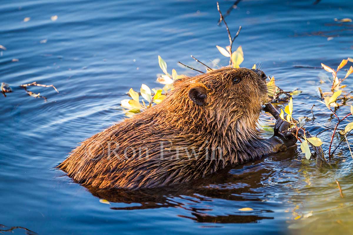 Beaver