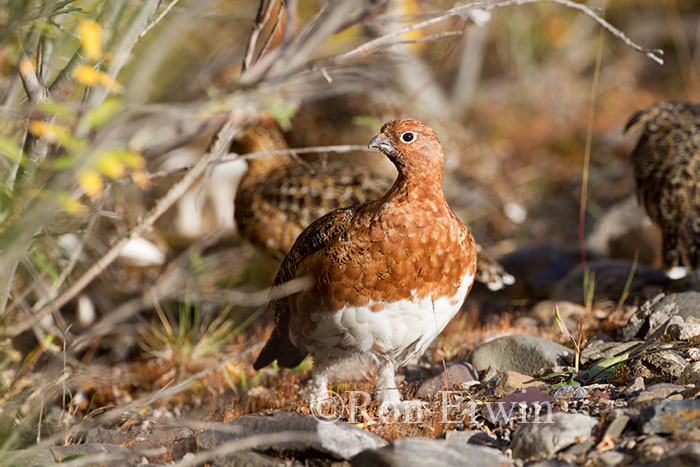 Male Willow Ptarmigan